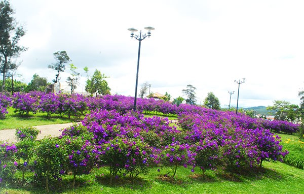 Nhung loai hoa mau tim o Da Lat niu chan du khach-Hinh-10